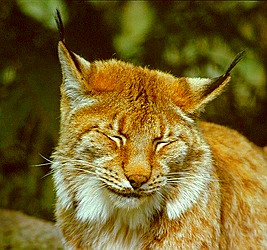 Der Luchs war im Harz seit 1818 ausgestorben. Vor einigen Jahren wurde der Luchs im Nationalpark Harz wieder angesiedelt. Der Bestand ist inzwischen stabil