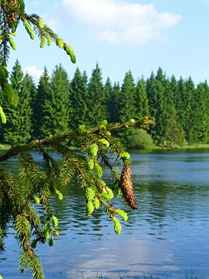 Im Nationalpark Harz dominieren Fichtenwälder und Gewässer - beides, Wälder wie auch die Teicher der Harzer Wasserwirtschaft, sind von Menschenhand entstanden