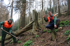 Buchenpflanzung im Harz