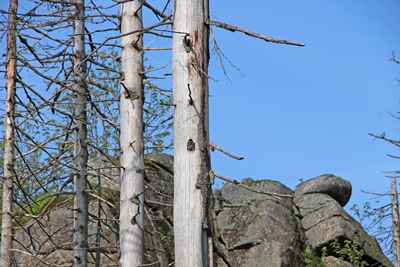 Raufußkäuze im Totholz