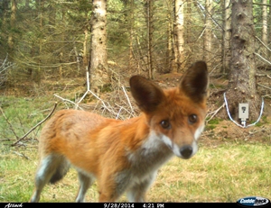 Neugieriger Fuchs an einer Fotofalle für Luchse