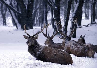 Rothirsche im Schnee