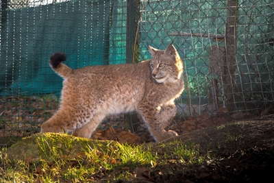 Verwaister Luchs zurück im Harz